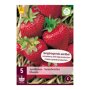Aardbeien Elsanta (zak van 5 stuks)